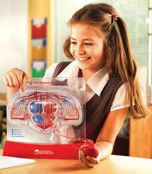 Duży model serca z pompką 400-3905